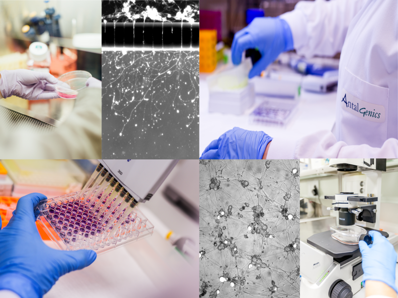 Customised R&D services: Designing unique solutions for your R&D needs