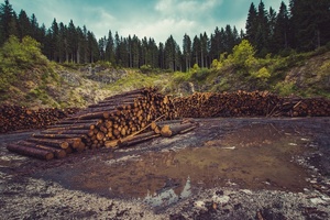 Cut it out: Reducing the risk of deforestation in beauty’s supply chain 
