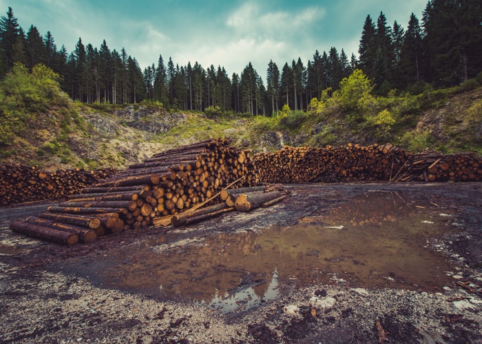 Cut it out: Reducing the risk of deforestation in beauty’s supply chain 
