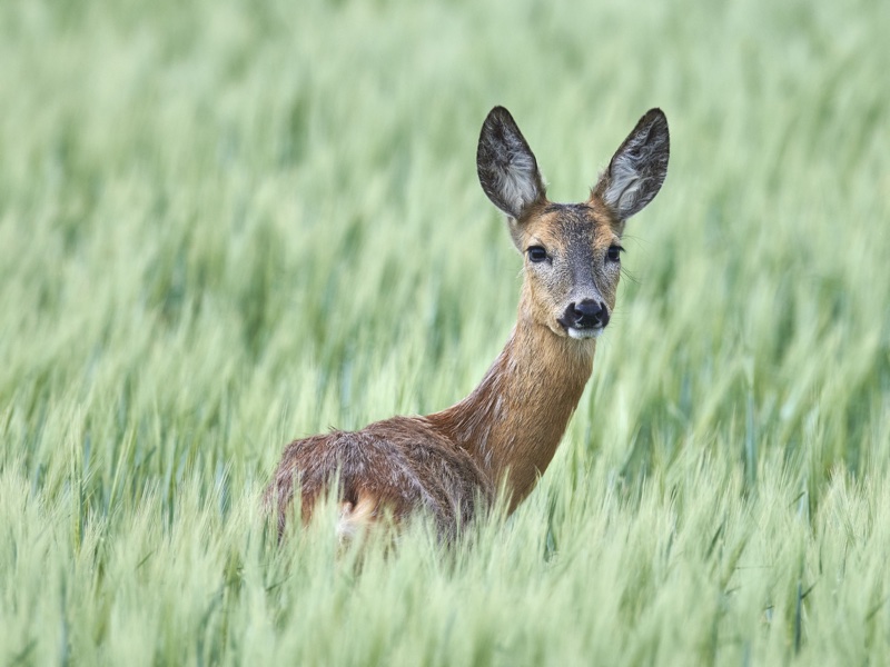 'Deering' to be different: kotia introduces skin care range made from deer milk 

