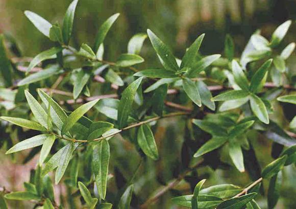 Degussa Golschmidt Personal Care to handle global distribution for Sabinsa botanical extracts