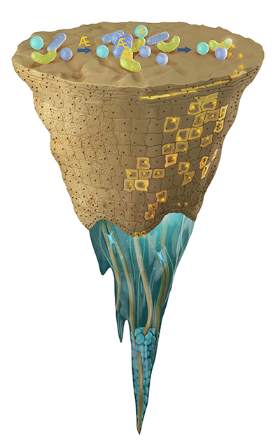 Discover the hidden secret of the agebiotic efficacy