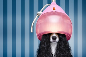 Doggy style: Why beauty is betting on pet care