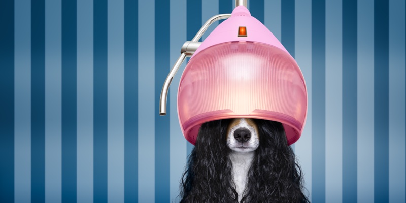 Doggy style: Why beauty is betting on pet care