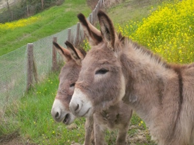 Donkey power: Oway’s two new essential oil cultivation recruits
