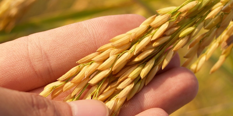 Dow pens deal with rice silica specialist BSB Nanotechnology