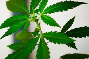 Dr. Bronner’s puts support behind marijuana reforms