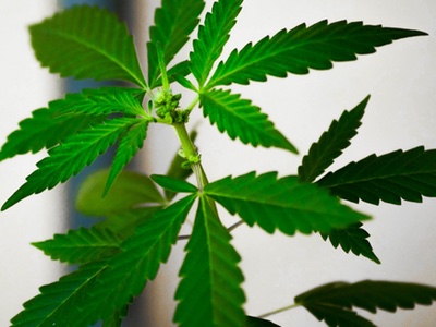 Dr. Bronner’s puts support behind marijuana reforms