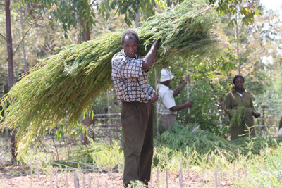 Earthoil offers KOOFA-sourced tea tree oil 