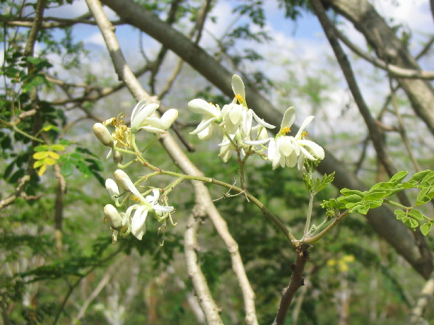 Earthoil produces on-trend African Moringa oil