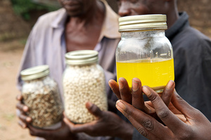 Earthoil produces on-trend African Moringa oil