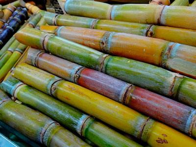 Earthoil uses sugar cane to create ethanol