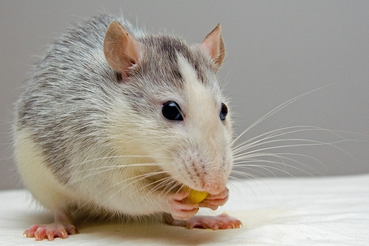 ECHA annuls its decision on enforced animal test for BASF ingredient 