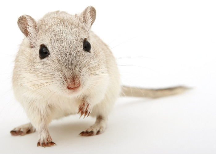 ECHA decision on animal tests for cosmetic ingredients angers campaigners
