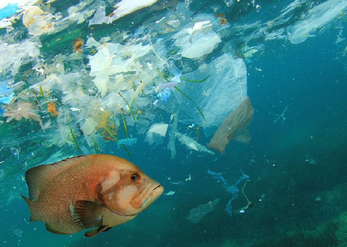 ECHA’s Committee for Risk Assessment gives verdict on criteria for ban on microplastics