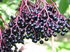 Elderberries could help improve skin conditions