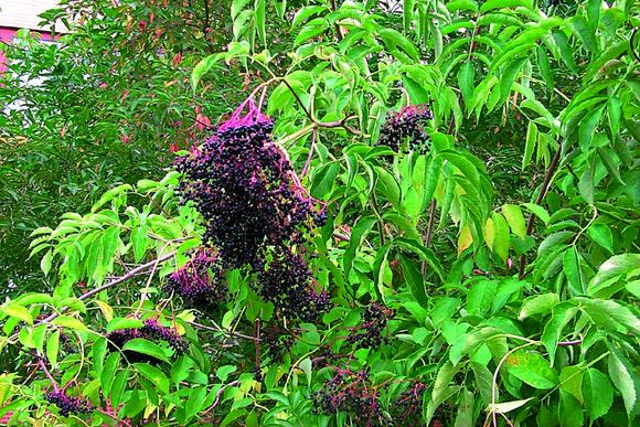 Elderberry research could improve skin conditions