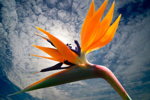 Elemis harnesses bird of paradise flower in new eye balm