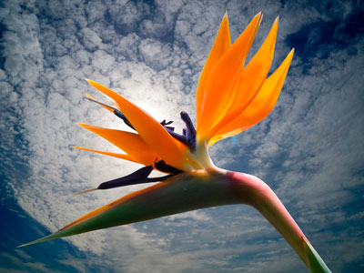 Elemis harnesses bird of paradise flower in new eye balm