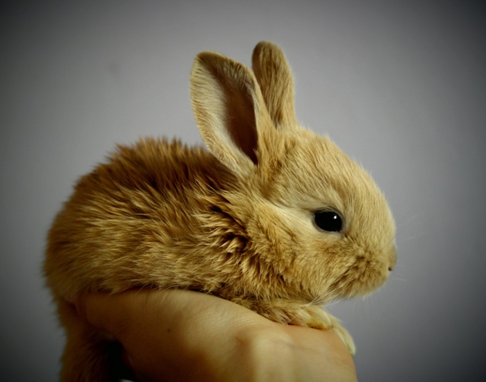 Estée Lauder joins Humane Society International’s campaign against animal testing