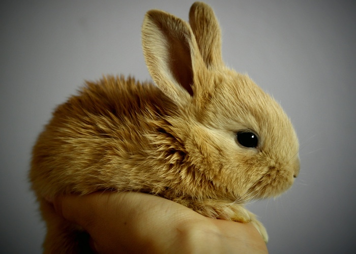 European Commission accused of taking too long to add non-animal cosmetics tests