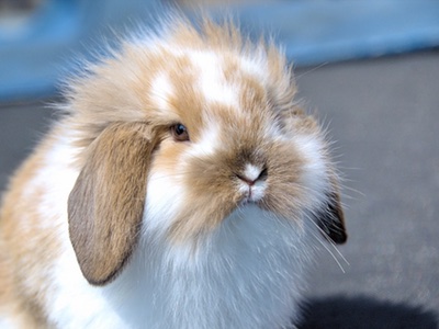 European court rejects case to amend 2013 animal testing ban