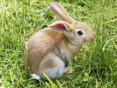 European Ombudsman investigates PETA complaint against the ECHA