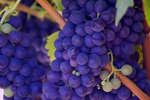 Evolva teams up with Cornelius Group to market resveratrol