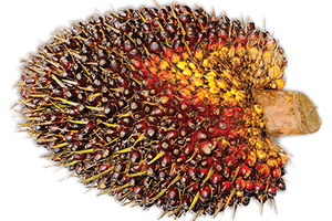 Evonik extends RSPO ingredients range