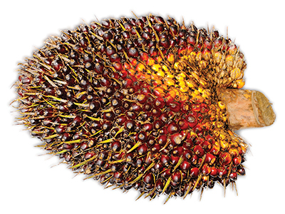 Evonik extends RSPO ingredients range