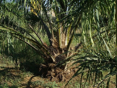 Evonik launches surfactant based on palm kernel oil