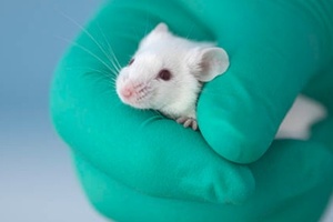 Exclusive: The 9 cosmetics companies facing animal testing allegations