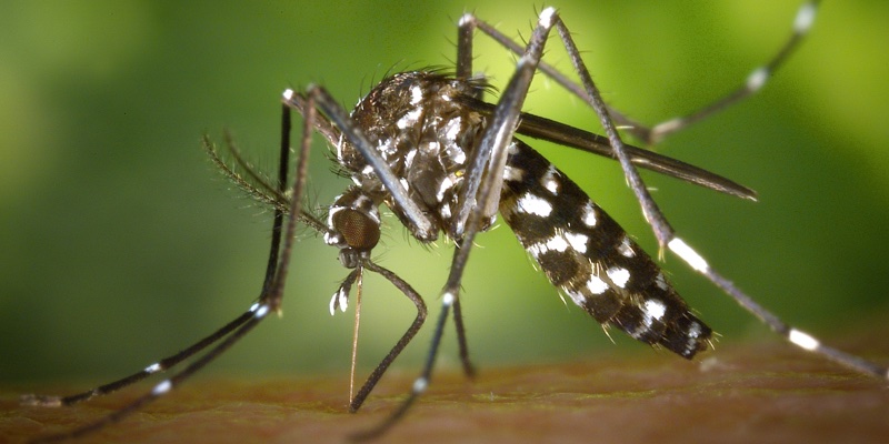 Fighting mosquitoes: The buzz on biocide rules