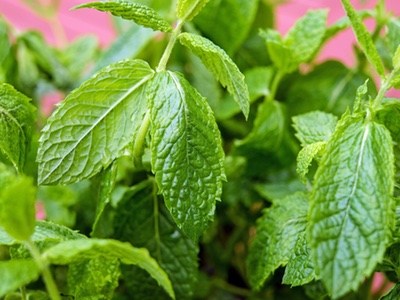 Firmenich buys majority stake in mint oil maker Essex Labs