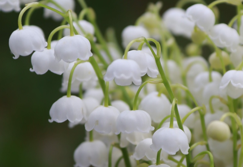 Firmenich puts faith in vertical farming with Jungle partnership
