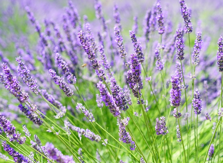 Firmenich reveals first-ever fragrance sustainability measurement tool