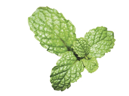 Firmenich showcases natural mint ingredients  
