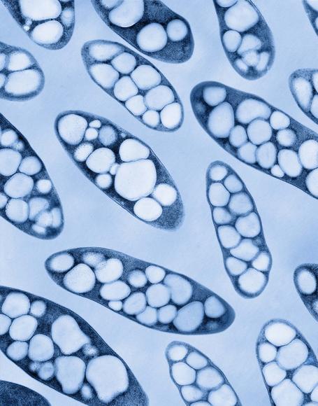 First fully biodegradable plastic to be commercialised