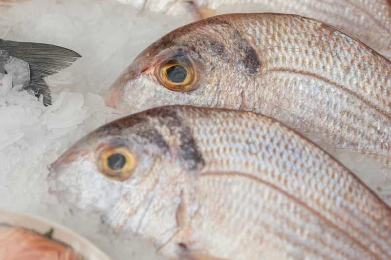 Fish guts could be K-beauty’s next wonder ingredient