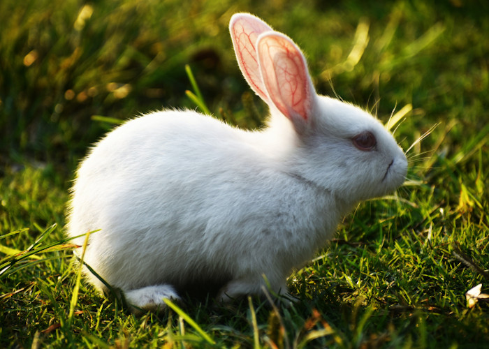 Flatworms proposed as alternative to rabbit skin testing 

