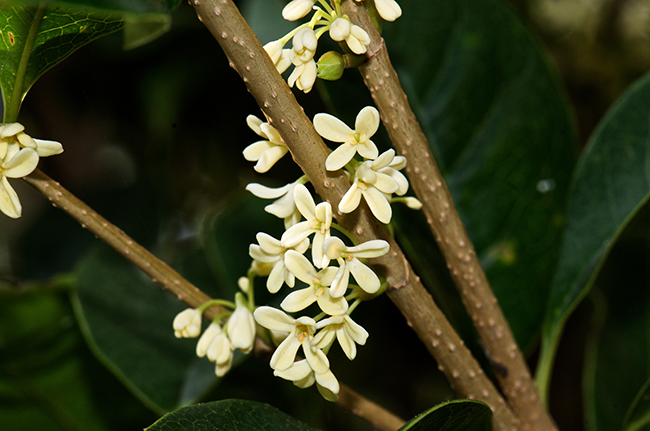 Floral Concept - Nature is our culture
