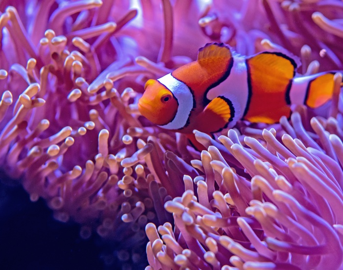 Florida’s Key West takes first step towards banning coral killing sunscreens
