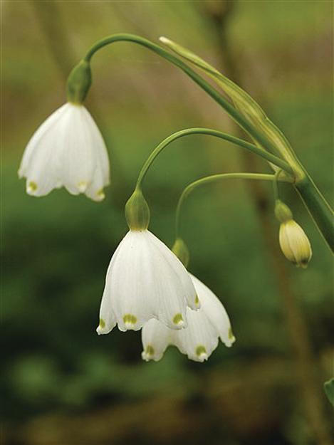 Flower power offers alternative to Botox