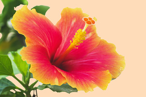 Flower Power to Soothe and Invigorate