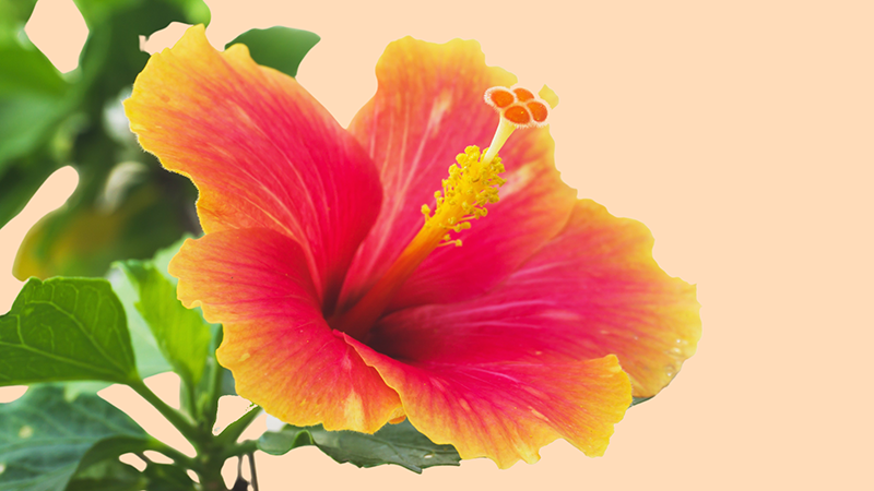 Flower Power to Soothe and Invigorate