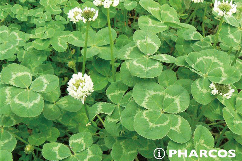 Four-leaf clover brings smile and happiness