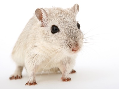 Fourth Brazilian state bans animal testing for cosmetics
