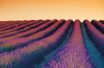Fragrance – Building a sustainable future