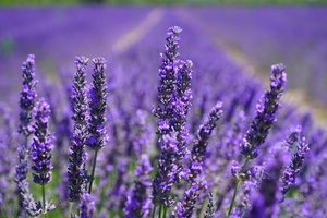 Fragrance can significantly boost the value of a consumer product, finds study