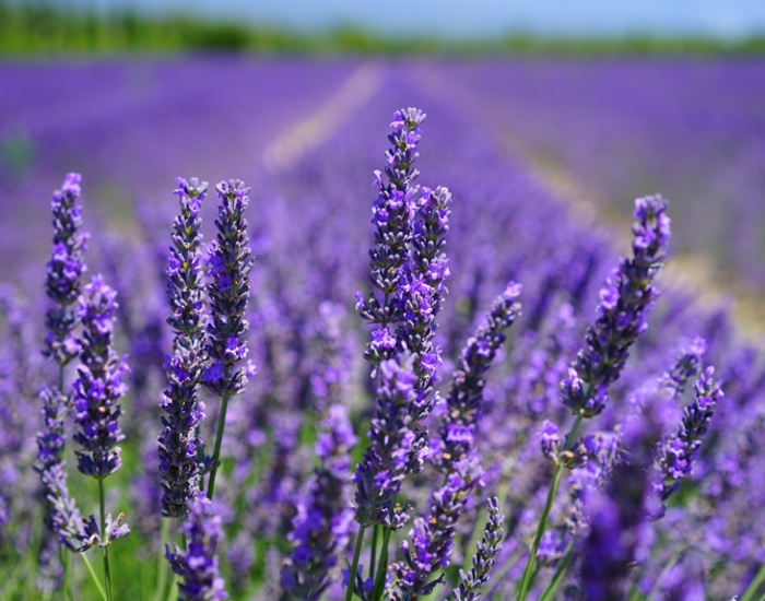 Fragrance can significantly boost the value of a consumer product, finds study